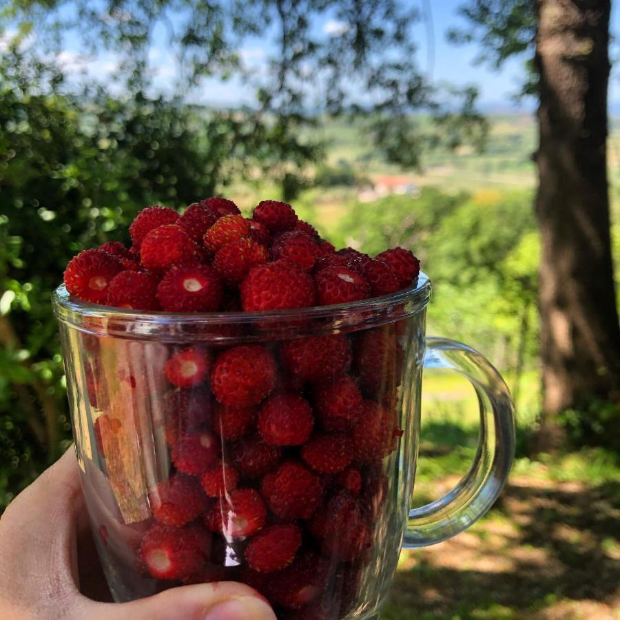 Holiday home Didi House Montepulciano